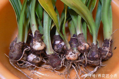 会长|朱顶红栽种有2种方法,一种让球长大开花多,一种可以长一圈小球