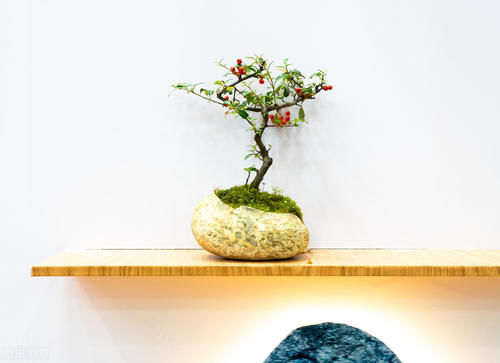 能给盆景造成危害的7个方面，要避开这些方面，容易养出好状态