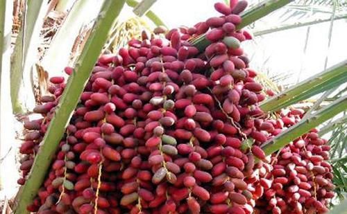 叫枣却不是枣，产量奇高甘甜似蜜，外国人当主食，国内却少有种植