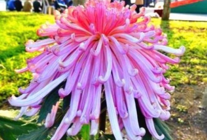 喜欢菊花,不如养盆“菊之珍品”盘龙出海,似祥龙出海,非常霸气