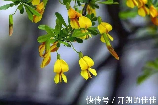土壤|被当废柴的金雀花,埋在土里,开花如鸟雀