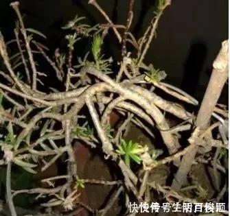  养花|2种“便宜花”，用1招养成“老桩”，美死了，给“1万”都不卖