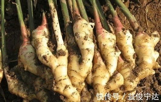 长白发|长白发不用怕, 教你不花钱小方法, 让白发变乌黑柔顺浓密