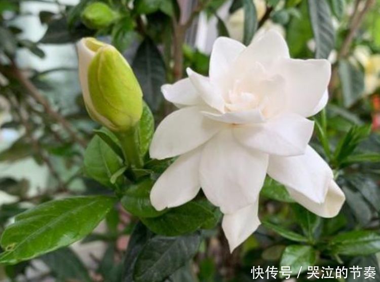 指甲花|4种花好养又漂亮,家里养一盆,满屋飘香,养庭院,十里飘香