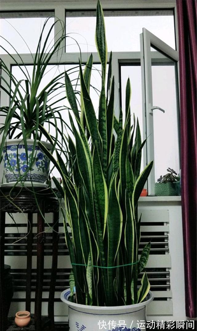 天冷需要多晒的“8种花”,有些还要“断粮少水”,不然熬不过冬