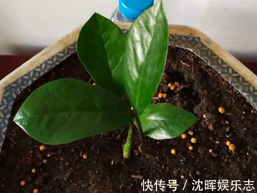 非洲堇|这花送人，只用送一片叶子，插土就活不心疼！