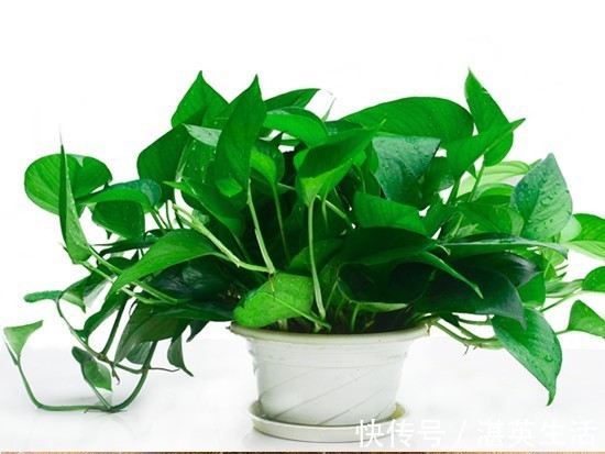 喜欢在家中养护花卉，就选择3种花色艳丽，花期长，养护漂亮的花