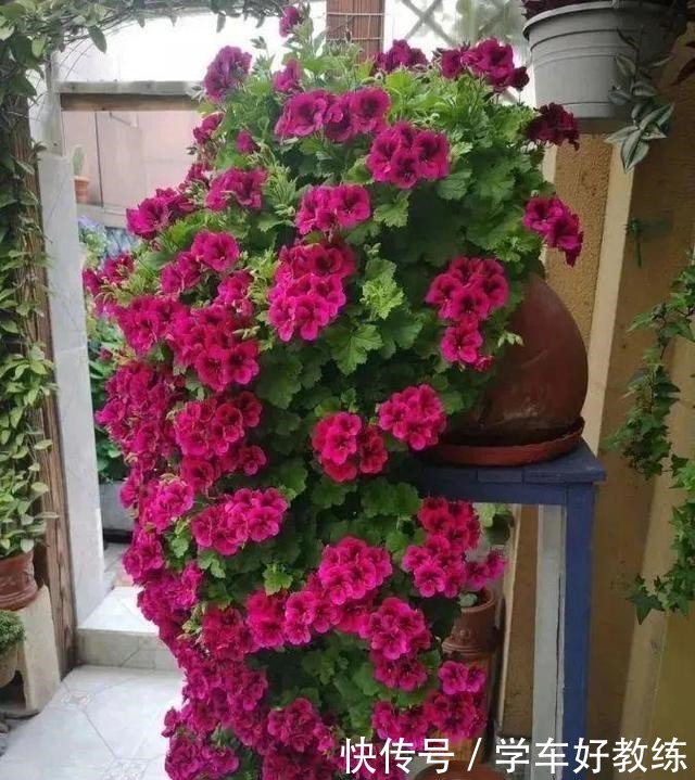 1米7的天竺葵，开花成瀑布，太震撼了！