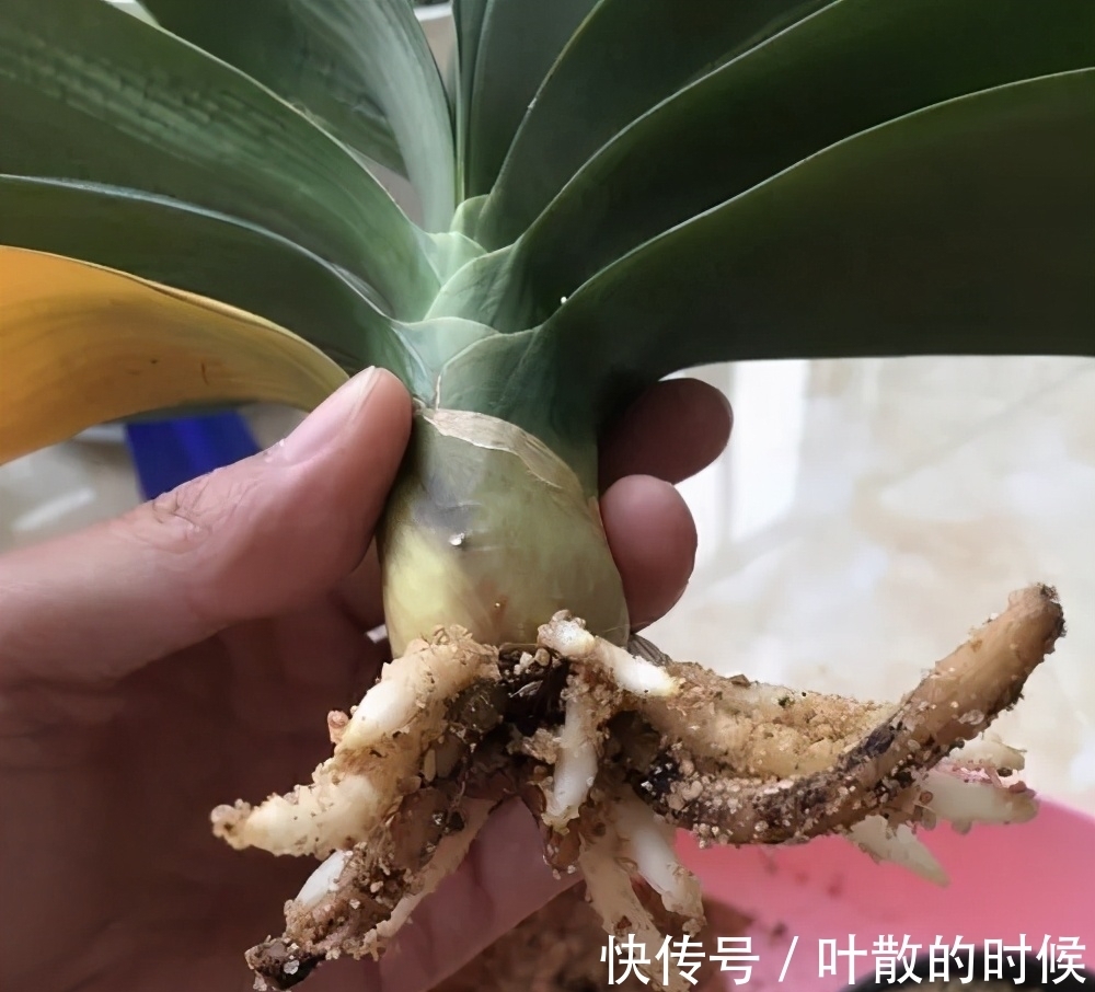 蝴蝶兰|公认“难养”的5种花,没有10年以上的养花经验,建议别买