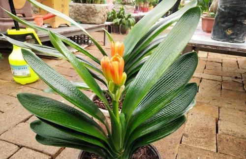 叶片变黄|君子兰叶片发黄怎么办?几招解决面子问题,叶片很快又大又绿