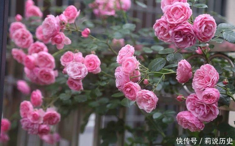 四季秋海棠|此几种花卉养在家里,一年开成瀑布花,美翻了