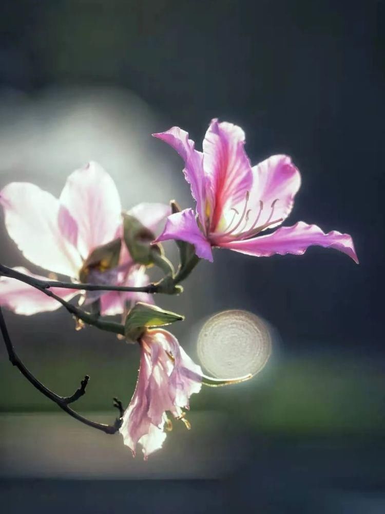 知识|七星岩玉堂春、宫粉紫荆踏春而至，美出新高度！