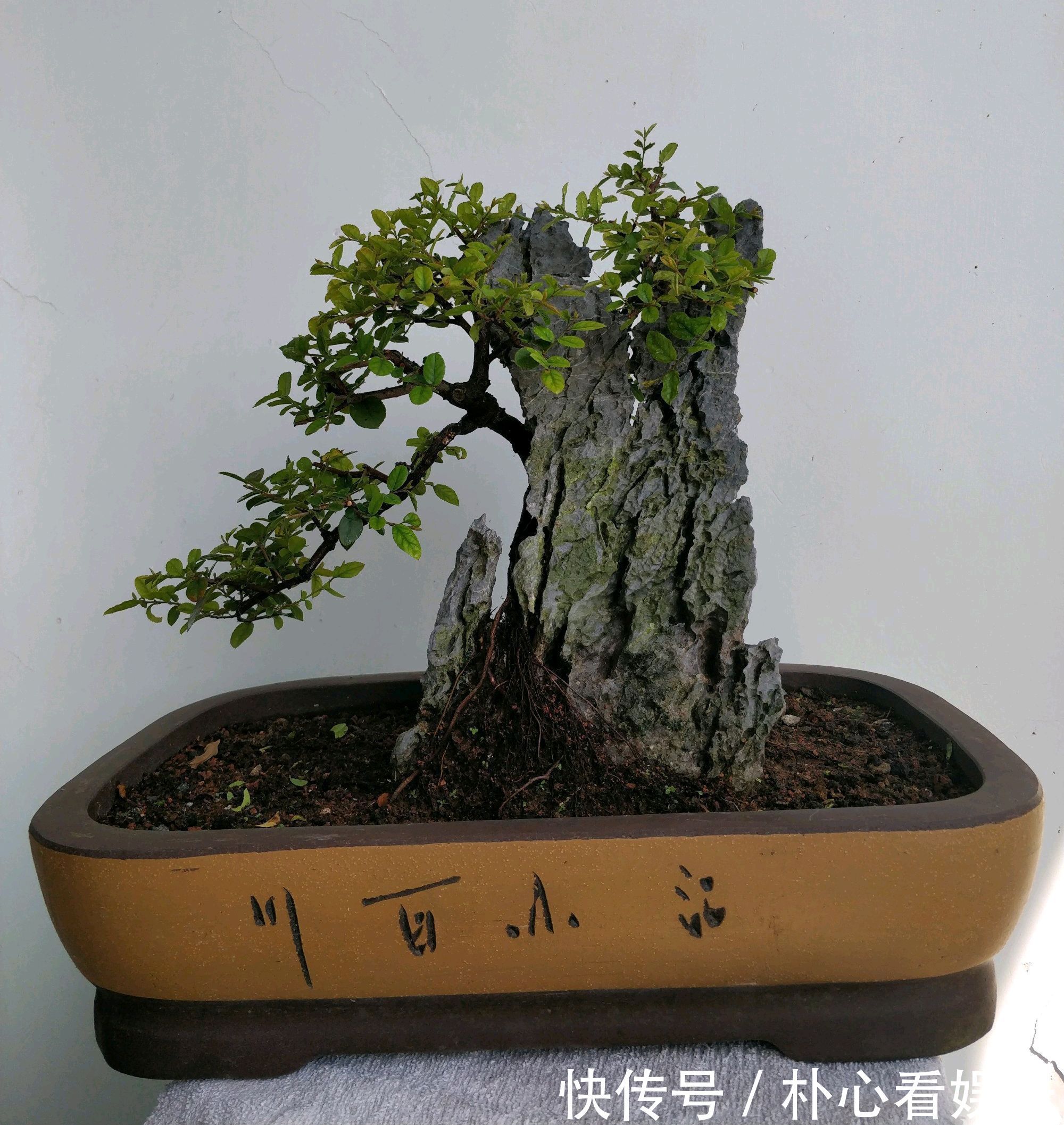 用力过猛|乱糟糟的雀梅盆景没眼看种上石头以后，颜值瞬间爆表