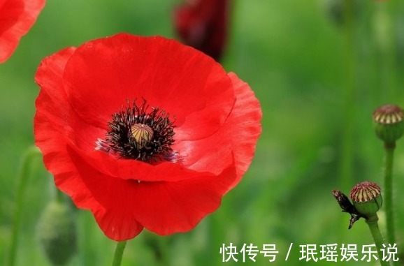 披针形|虞美人又叫丽春花,这种花可以镇咳、止泻、镇痛!中医很重视它