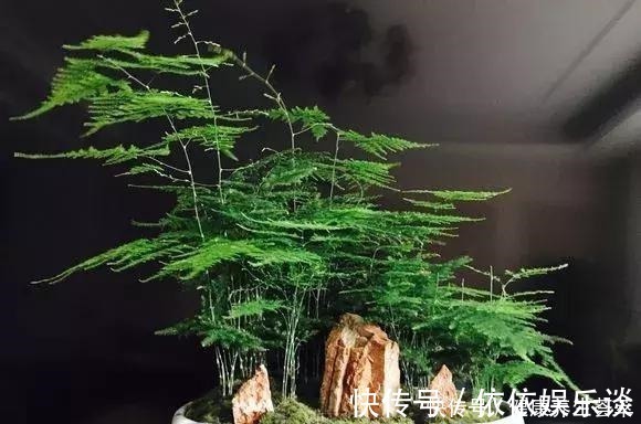 新枝|文竹有“三喜三怕”，顺着它，盛夏也生机勃勃，养成苍劲小老桩！