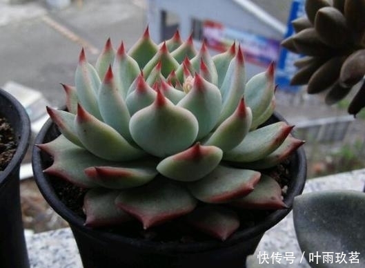 施肥|最萌吉娃娃,给它晒晒阳光,变得又红又嫩!