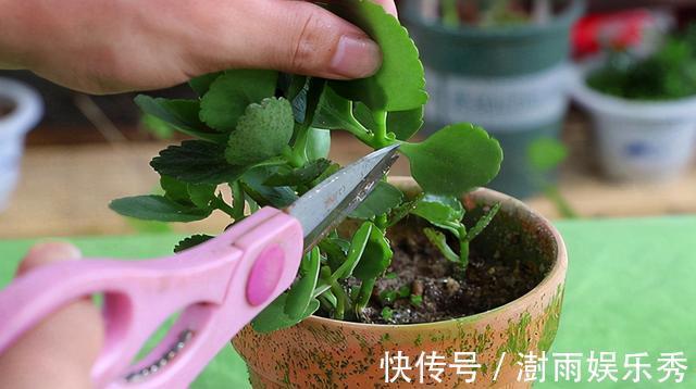 分枝|五一之后,5种“漂亮花”,开完赶紧剪,剪的越狠,下一茬花越多