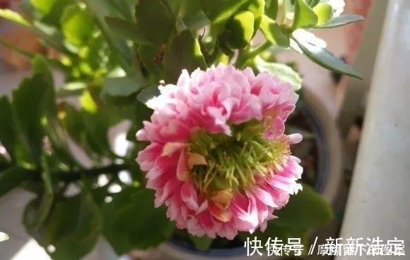 叶插|长寿开花变异了,十年都见不到一次,真稀罕