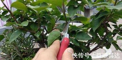 植物|三角梅长寿花不开花?用点“小手段”,催出满盆花苞,就是欠修理
