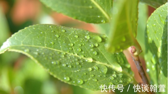 花苞|还在为茶花没开出花苞一事而苦恼?跟着我做这三步,马上变花枝