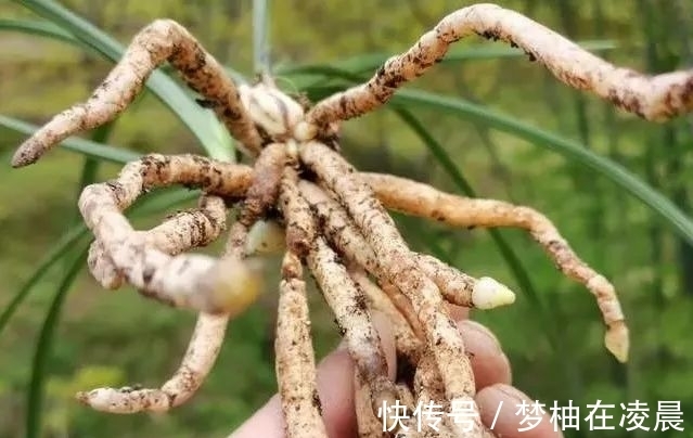 秋天兰花空根怎么办？这几种错误的处理方法，很难让空根再生根