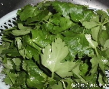 叶子|此物全身都是宝,尤其是叶子,拿来泡水喝,清理血管毒素,助睡眠