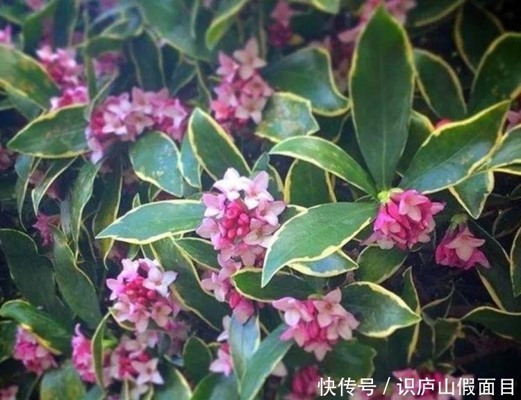 超漂亮的4种花,养在家里超合适,长势好花色艳,开花停不下来