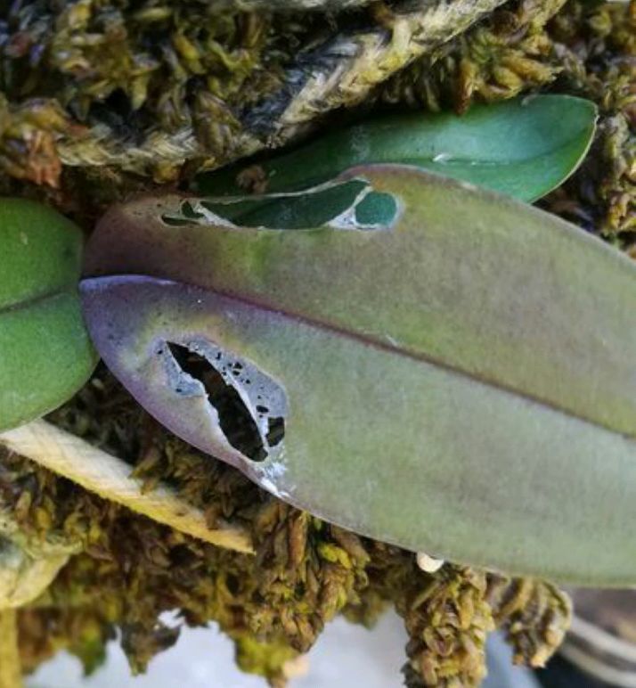 看吧|蝴蝶兰的叶片被谁啃了熟悉的“小偷”在作怪,来看看吧