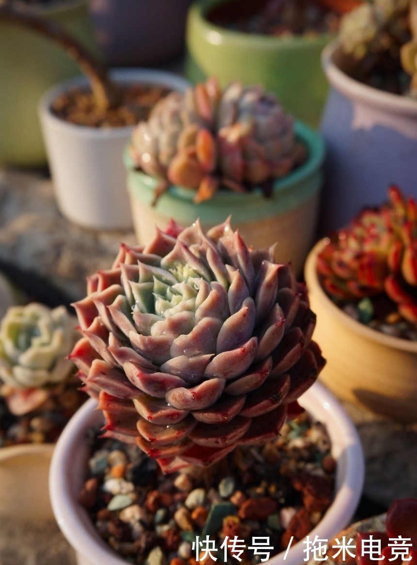 春天，去天台赏肉