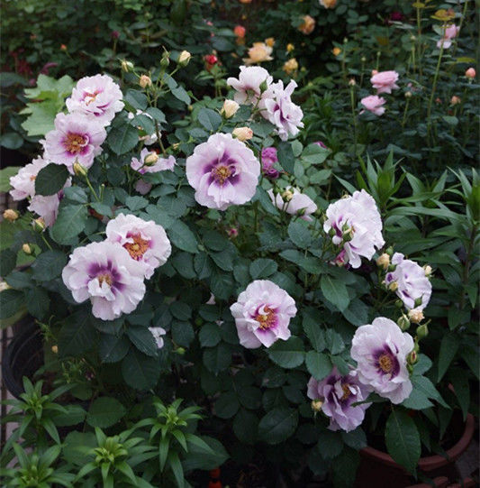 小花园|新手选此款花卉,不用操啥心,枝头窜满花苞,建造绝美小花园