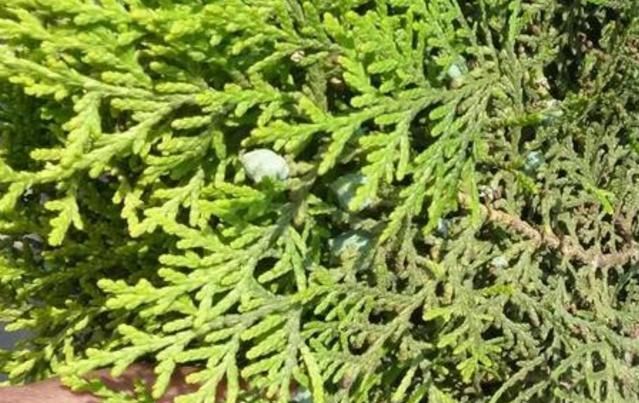 生头发|一味生头发的中药！治斑秃、解全秃，真正的“药中巧匠”