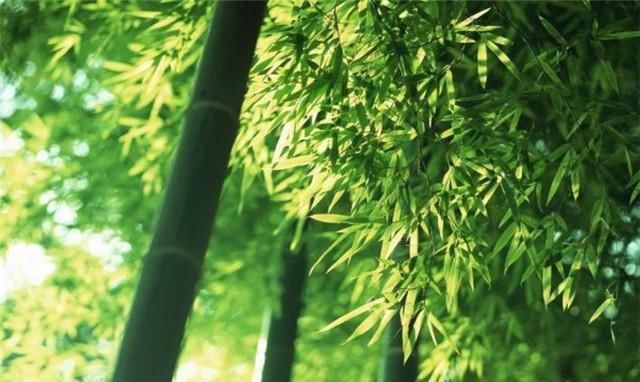 帝王@李商隐两首黄竹,是为了讽刺帝王吗?为什么我看到的是爱和悲伤