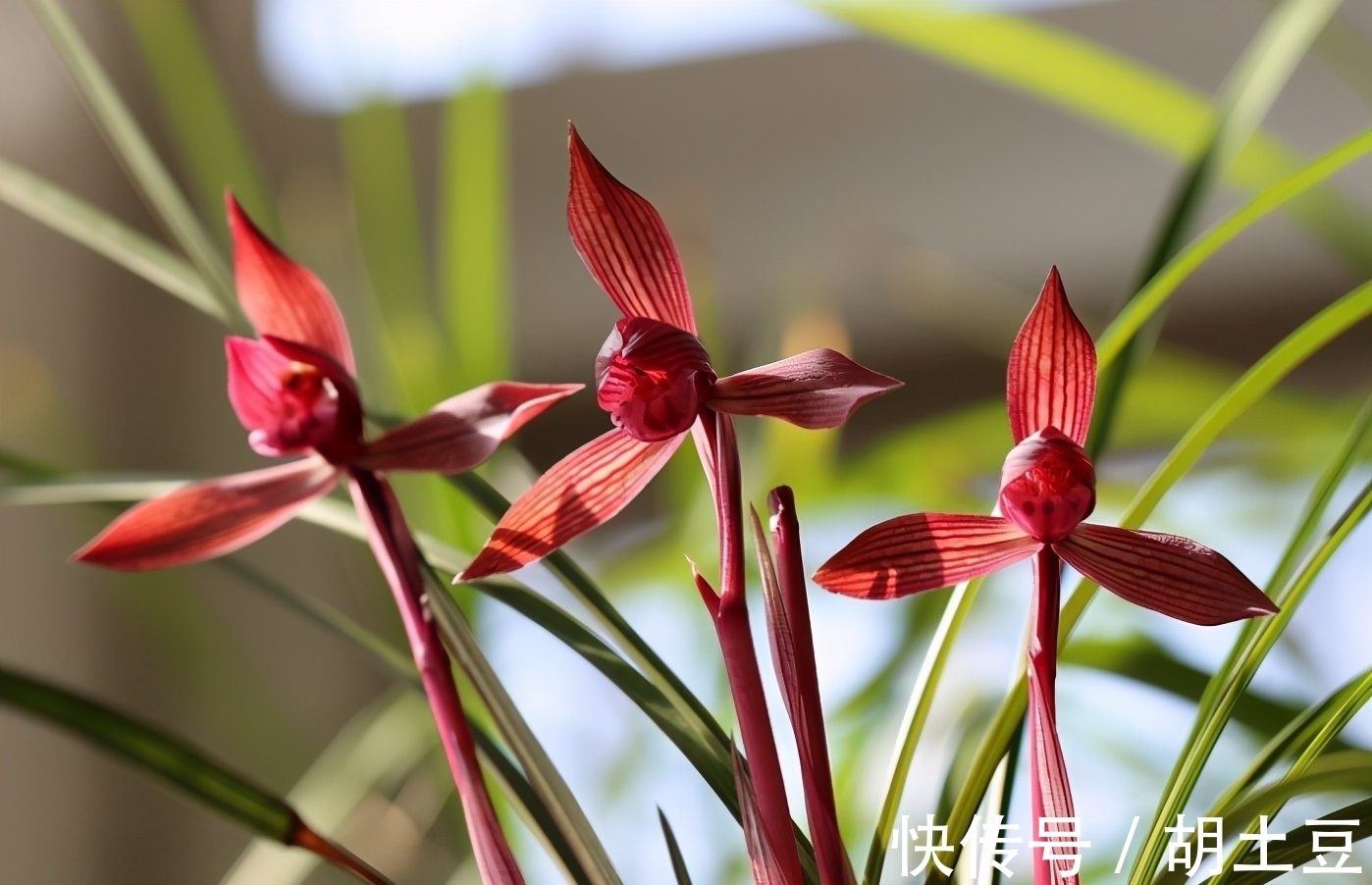 春兰顶级红素“醉红素”,一杆双花,姿态优美,新手照样能养好