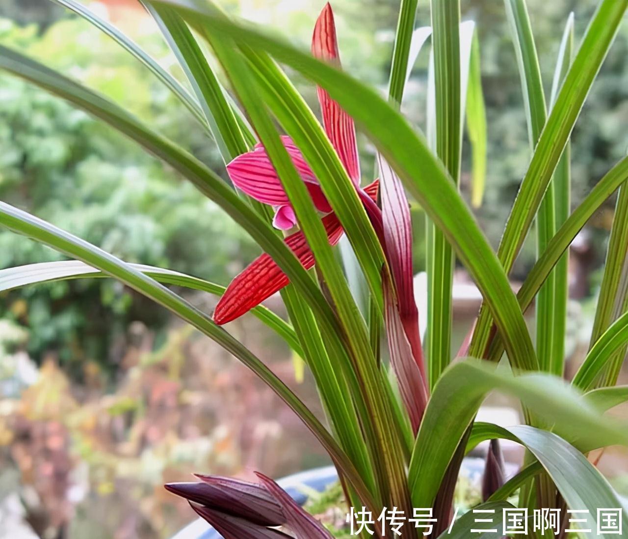 高颜值|一种新手也能养好的高颜值兰花,花色醉人,香味怡人,极具仙气