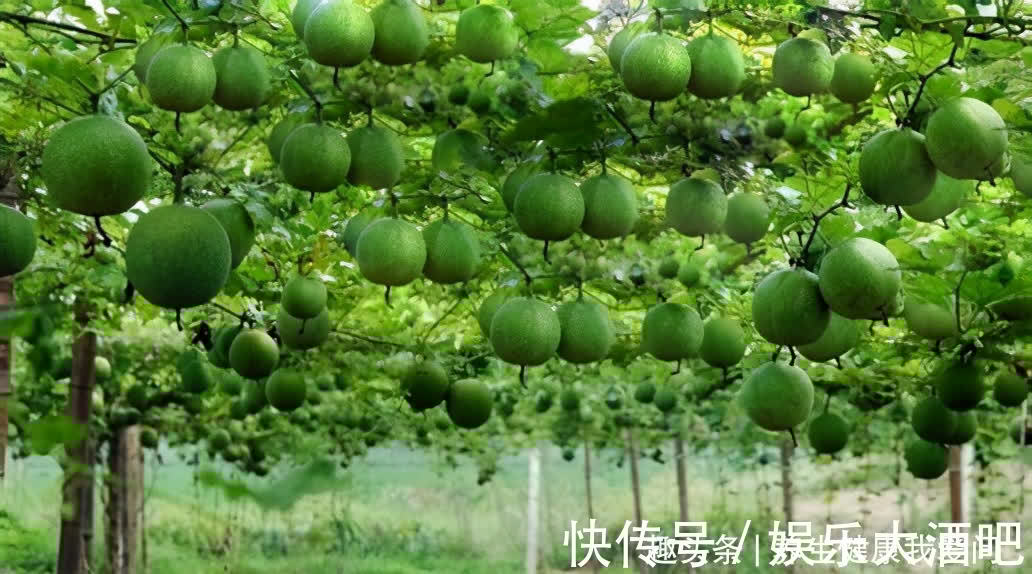 胸痹|咳痰气短,胸背疼痛,是胸痹的典型症状,治疗胸痹张仲景有方法