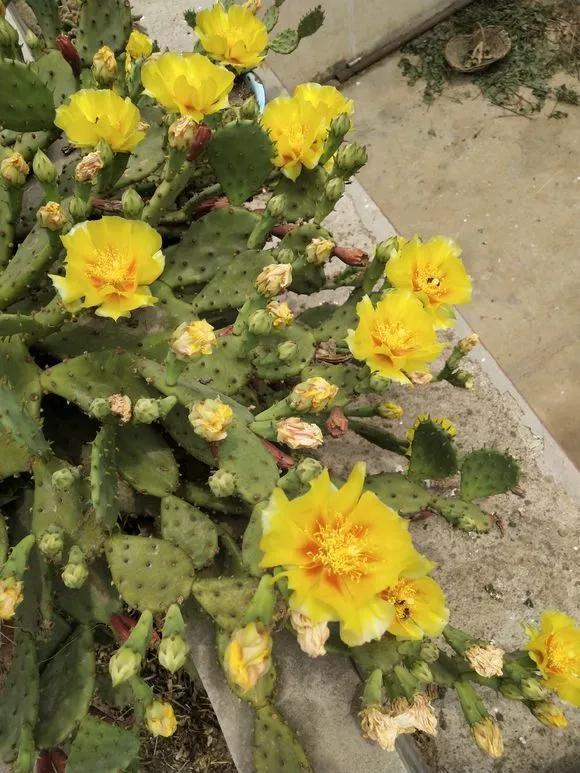 6种花,冬天必须“虐着养”,多浇水多施肥,就是帮倒忙!