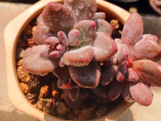 它们不是桃蛋，只是和桃蛋很像，有的香气十足，有的和汤圆一样圆