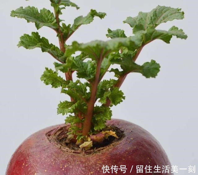 5种吃剩的菜根别丢,种出漂亮的小盆栽,不花一分钱,比花还漂亮!