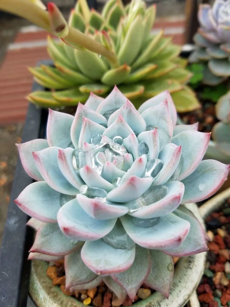 养肉三年，分享养肉经验，谈谈适合逆开挂区的多肉！