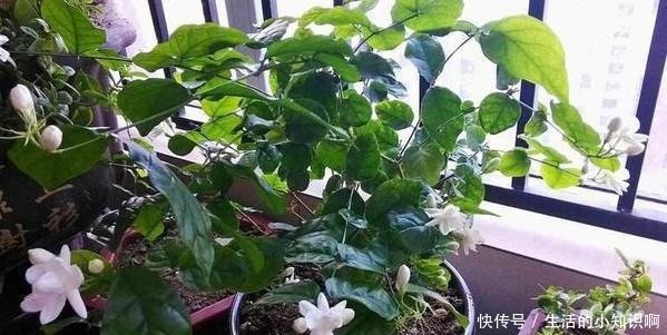 家庭盆栽茉莉花该如何管理早春满足4个条件,五六月砰砰开花!