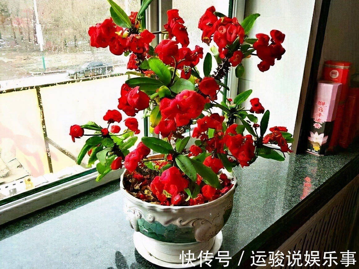 6种花超级喜欢太阳,晒得越多“花”越多,养一盆不亏