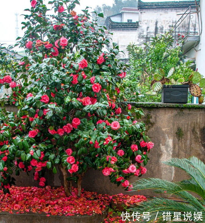 寓意|10大“吉祥花”适合养客厅,格调高,株型美,旺财又护家