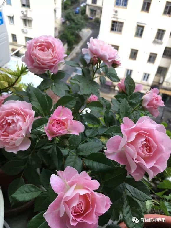 4种“壳”每家都有,丢盆里疏松透气,2年不用换盆,长得旺!