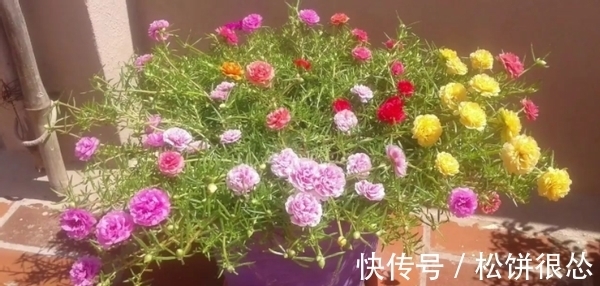 春天|养太阳花、长寿花、石竹,春天把握住“细节”,开花才漂亮