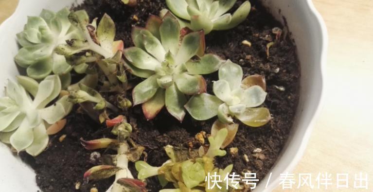 叶子|夏季天热,多肉易黑腐化水?别着急,学会这些问题统统能搞定