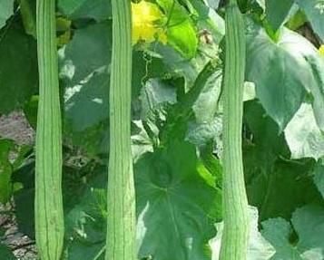 便秘|丝瓜遇上它，才是绝配，几分钟一盘，调便秘、通筋骨，家人都爱吃