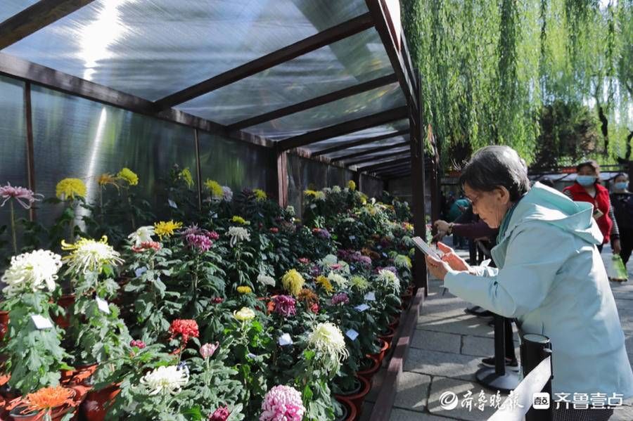 海豹池|菊花吐蕊，菊香四溢，趵突泉菊展代客来