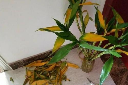 室内养花，有3个“禁忌”，难怪黄叶不开花，现在改了还不晚