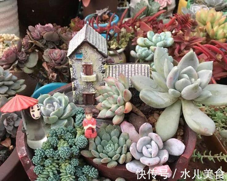 早剪|赞!天热盆栽多肉,满足此3点,安全度夏,谁见了都喜欢