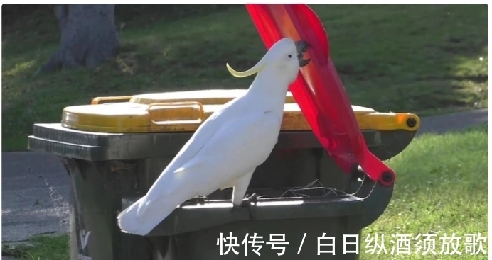 鹦鹉的寿命一般在多少年 鹦鹉的寿命一般在多少年
